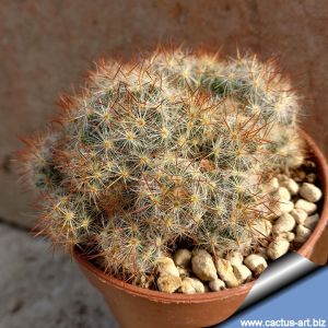 Mammillaria prolifera var. texana