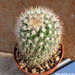 Mammillaria tayloriorum (Mammillaria tayloriana)