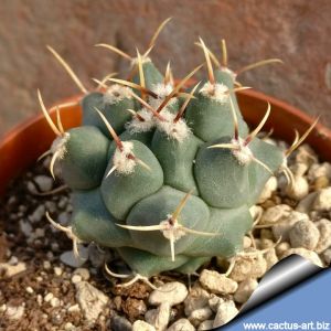 Thelocactus rinconensis Rinconada, Nuevo Leon, Mexico