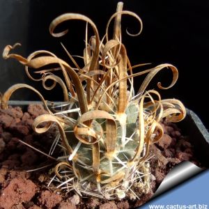 Toumeya papyracantha FH0800 Dry Salt Lake, Texas, USA