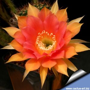 Echinopsis hybrid cv. TONDELAYO (Schick)