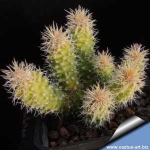 Thelocactus hastifer f. mostruosa