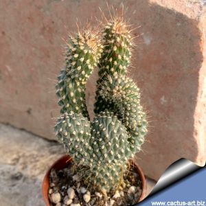 Cylindropuntia sp. forma mostruosa (C. fulgida mostruosa?)