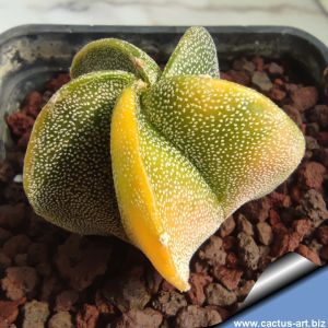 Astrophytum myriostigma "variegatumm" (mixed forms)