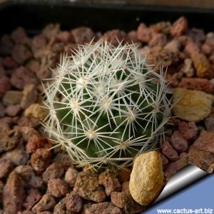 Escobaria grata (hesteri ssp. grata), Mina El Tule, N of Melchor Muzqiz, Coah., Mexico