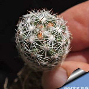 Escobaria grata (hesteri ssp. grata), Mina El Tule, N of Melchor Muzqiz, Coah., Mexico