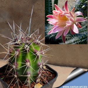 Machaerocereus gummosus