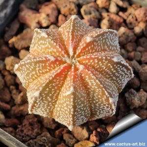 Astrophytum hybrid CAP-AS variegato (Ast. capricorne x asterias)