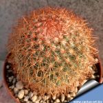 Mammillaria rhodantha var. ruberrima