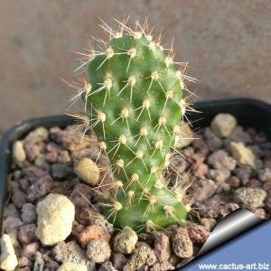 Opuntia aff. corrugata