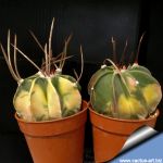 Astrophytum capricorne v. crassispinum forma variegata "nudum" (mixed forms)