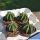 Astrophytum ornatum cv. FUKURYU "GREEN"