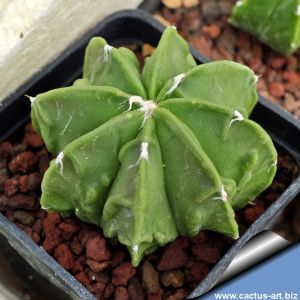Astrophytum ornatum cv. FUKURYU "GREEN"