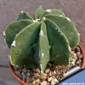 Astrophytum ornatum cv. FUKURYU "GREEN"