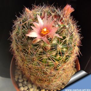Coryphantha chihuahuensis SB16 Chihuahua, Chihuahua, Mexico