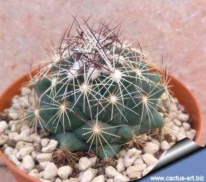 Coryphantha pseudonickelsae