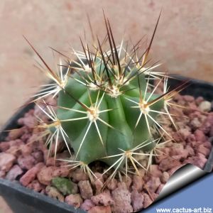 Echinocereus ferreirianus (dark spines form)