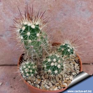 Echinocereus pacificus PP130 San Carlos Cañón, Baja California Sur, Mexico