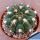 Gymnocalycium ochoterenae v. polygonum
