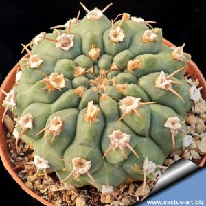 Gymnocalycium ochoterenae v. polygonum