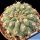 Gymnocalycium ochoterenae v. polygonum