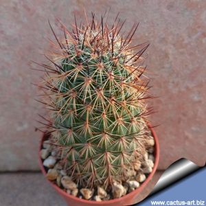 Lobivia haematantha v. elongata