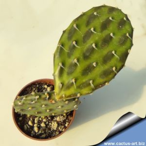 Opuntia decumbens