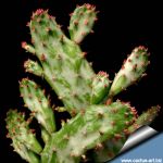 Opuntia vulgaris f. variegata cv. MAVERICK (Opuntia monacantha f. variegata)