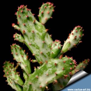 Opuntia vulgaris f. variegata cv. MAVERICK (Opuntia monacantha f. variegata)