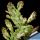 Opuntia vulgaris f. variegata cv. MAVERICK (Opuntia monacantha f. variegata)