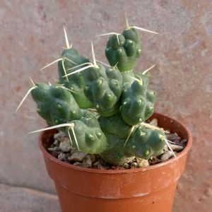 Tephrocactus articulatus v. oligacanthus