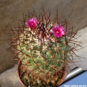 Mammillaria rhodantha (Dark form)