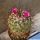 Mammillaria rhodantha (Dark form)