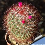Mammillaria rhodantha (Dark form)