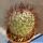 Mammillaria rhodantha (Dark form)