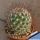Mammillaria rhodantha (Dark form)