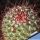 Mammillaria rhodantha (Dark form)