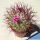 Mammillaria rhodantha (Dark form)
