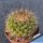Mammillaria rubrograndis "multiprolifera"