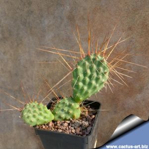 Opuntia longispina