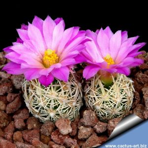 Escobaria minima SB423 Brewster County, Texas, USA (Escobaria nelliae)