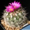 Gymnocactus horripilus (syn: Turbinicarpus horripilus)