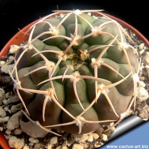Gymnocalycium stellatum