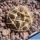 Gymnocalycium stellatum