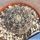 Gymnocalycium stellatum