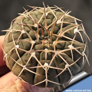 Gymnocalycium stellatum