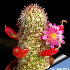 Mammillaria sphacelata FO065 Rio Hondo, Buena Vista, Oaxaca,  Mexico