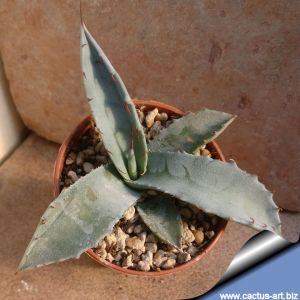 Agave mckelveyana DJF1575 Yavapaico, Arizona. hardy