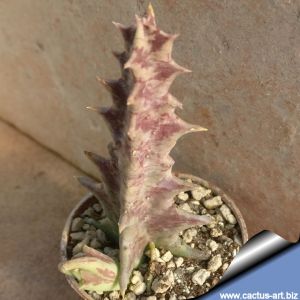 Caralluma lutea