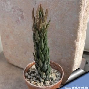 Haworthia reinwardtii olivacea